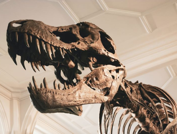 Fragment szkieletu T-Rexa