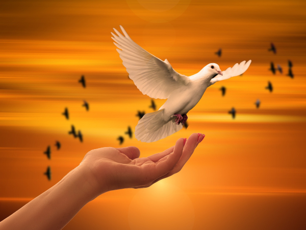 Biała gołębica unosząca się z ludzkiej dłoni. Fot. Pixabay.com