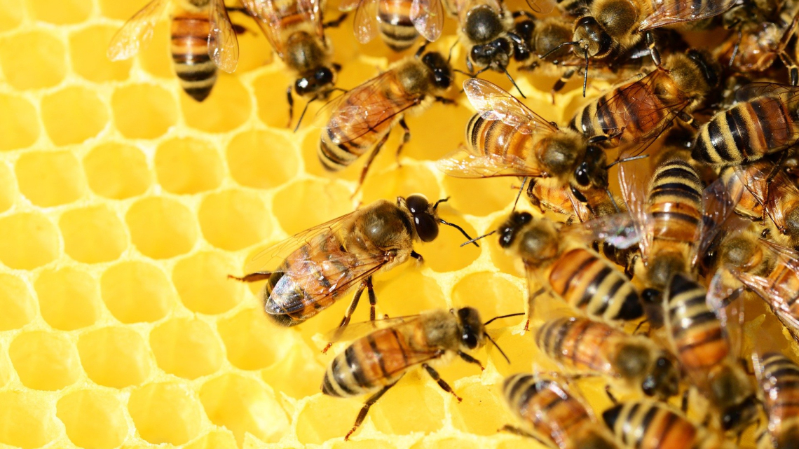 Pszczoły siedzące na plastrze miodu