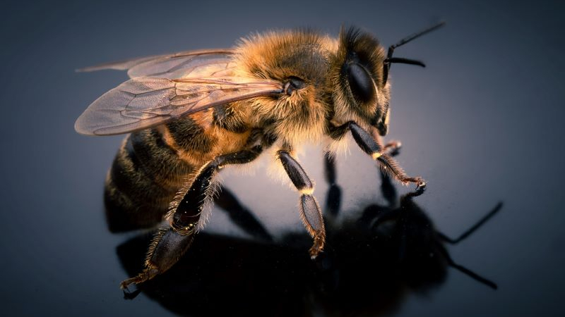 Pszczoła na blacie