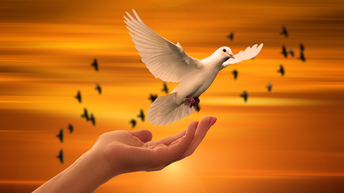 Biała gołębica unosząca się z ludzkiej dłoni. Fot. Pixabay.com